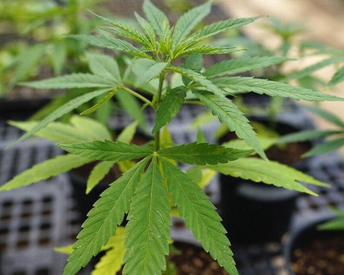 Hemp – It Can Do Everything for Us in Its Most Natural, Raw&nbsp;Form!